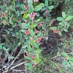 Cotoneaster pannosus 叶