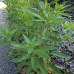Oenothera parviflora Habit