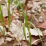 Carex pseudobrizoides Habit