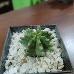 Euphorbia pulvinata Liść