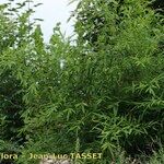 Phyllostachys flexuosa Hábito