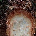 Coelocaryon preussii Corteza