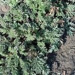 Artemisia frigida Blatt