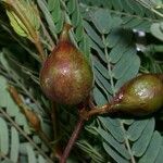 Albizia carbonaria Fruit