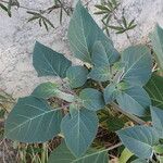 Datura wrightii Feuille