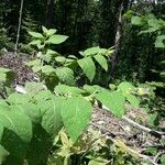 Atropa belladonna Leaf