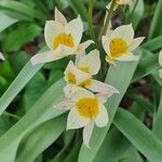 Tulipa turkestanica Flor