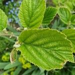 Hamamelis mollis Leaf