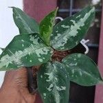 Aglaonema pictum Feuille