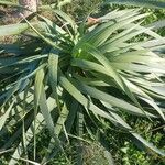 Dracaena draco Folha