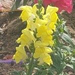 Antirrhinum latifoliumFlors