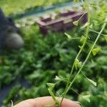 Capsella bursa-pastoris फल