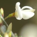 Cytisus multiflorus Flower
