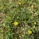 Potentilla incana Bloem