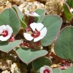 Euphorbia albomarginata Flor