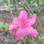 Rhododendron kaempferi Квітка
