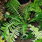 Blechnum brasiliense Агульны выгляд