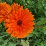 Calendula officinalis花