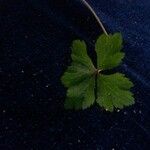 Rubus pedatus Hoja