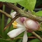 Citrus japonica Flor