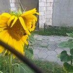 Helianthus annuus花