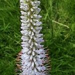 Veronicastrum virginicum Blüte