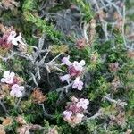 Thymus hyemalis Floare