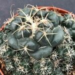 Coryphantha elephantidens Кветка