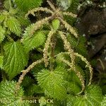 Urtica morifolia Arall