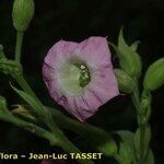 Nicotiana tabacum Blomma
