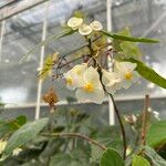 Begonia undulata Virág