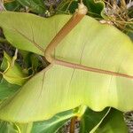 Philodendron billietiae Leaf