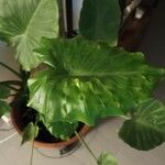 Alocasia macrorrhizos Blatt