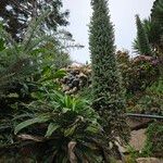 Echium pininanaΛουλούδι