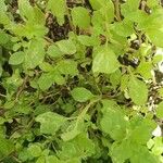 Origanum majorana List