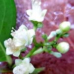 Chrysobalanus icaco Flower