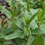 Scutellaria galericulata Elinympäristö