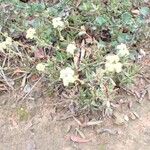 Crassula pubescens Vekstform