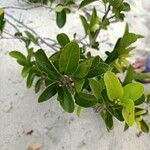 Flacourtia indica Leaf