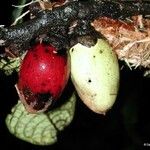 Diospyros brassica Плод