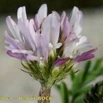 Astragalus glaux Flower