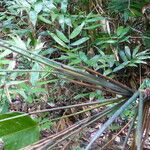 Ischnosiphon arouma Leaf