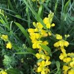 Genista sagittalis Flor