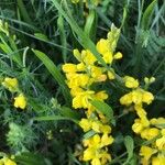 Genista sagittalis Λουλούδι