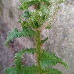 Dryopteris oreades Blad