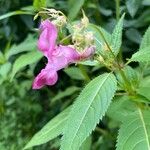 Impatiens glanduliferaЦветок