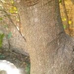 Trichilia emetica Bark