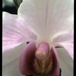 Papilionanthe teres Çiçek