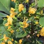 Pterocarpus rotundifolius Flower