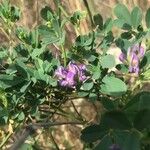 Medicago sativa Flors